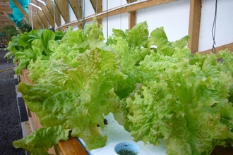 Lettuce grown in hydroponic system