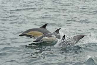 Short-beaked common dolphins