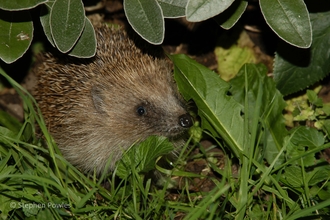 A picture of a hedgehog in the undergrowth