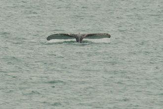Humpback tail fluke