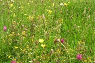 Coronation Meadow at Dunsdon nature reserve