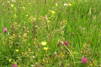 Coronation Meadow at Dunsdon nature reserve