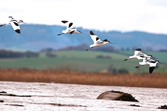 Group of pied avocets flying over water