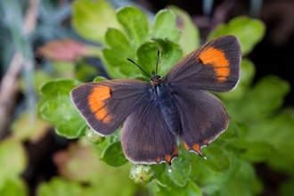 Brown hairstreak butterfly on a leaf