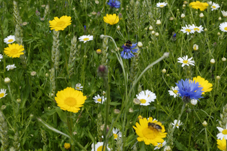 Flowers in arable field