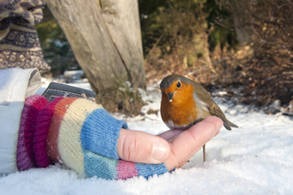 Hand holding robin in snow