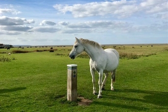 Horse on grass surrounded by blue sky