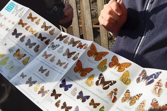 A butterfly ID sheet