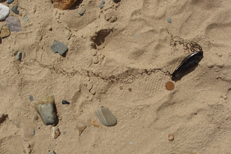 Dogfish eggcase on beach