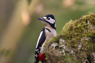 Great spotted woodpecker on tree stump