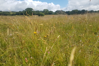 Wildflower meadow on Speccott Moor