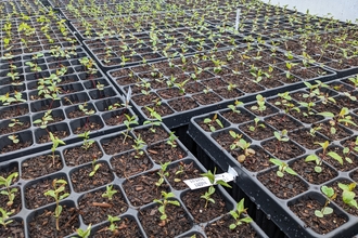 Tree saplings in a tree nursery