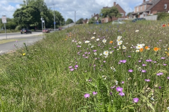 Example of a ‘mini-meadow’ creation at Prince Charles Road, Exeter 2022