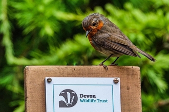 Robin sitting on top of wildlife garden award plaque