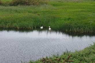 Home Farm Marsh photo of wetland with birds