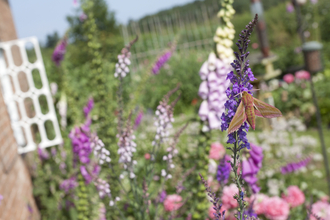 Elephant hawkmoth with wildlife garden and cottage in background