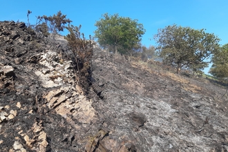 Burnt wooded area on a slope