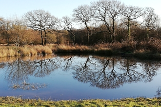 Trees and pond at Beer Mill Farm