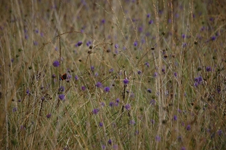 Wildflowers at Dunsdon nature reserve