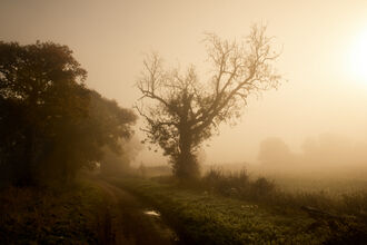 Ash tree with ivy around the trunk on side of road, shrouded in mist