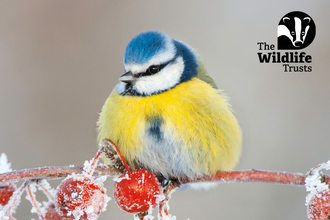 Blue tit (bird with blue head and yellow chest) sat on frozen branch of berries