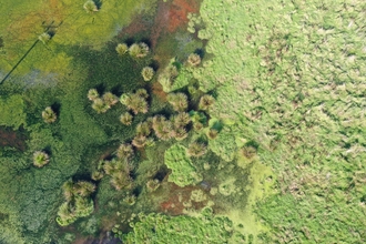 Drone photo of a beaver wetland