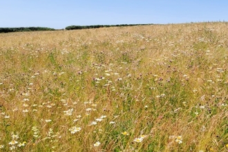 Blackcloud Hill photo of a grassland habitat