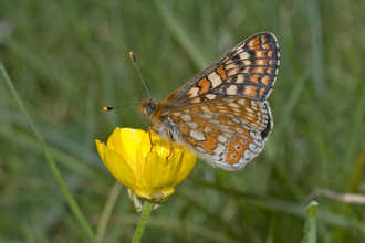 Marsh fritillary butterfly