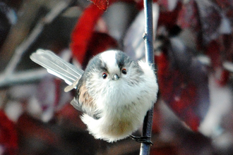 Long tailed tit (small bird with back striped on head and long tail) looking at camera from branch