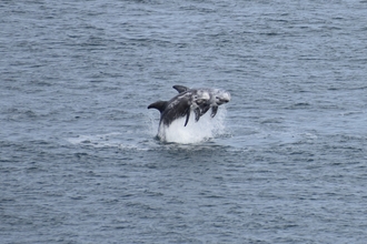 Risso's dolphins (c) Ben Stammers
