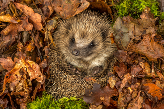 Hedgehog (prickly mammal with button nose) curled up in autumn leaves
