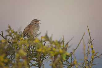 Dunnock (brown bird with grey chest) singing from hedge
