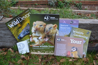 Booklets and magazines displayed in front of a plant pot