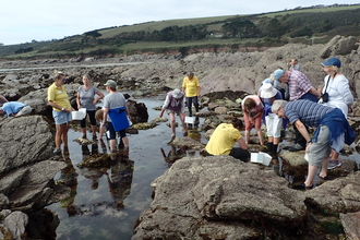 Adults Rockpooling Session at Wembury 