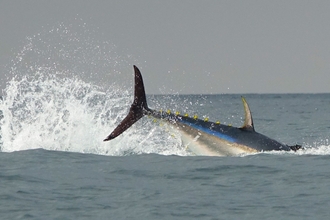 Large fish diving into sea with tail visible above the water