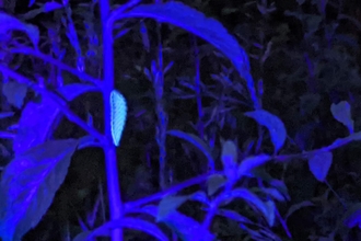 Night photo of a bright green hairstreak butterfly caterpillar on a plant with thin leaves that looks purple due to the UV lighting