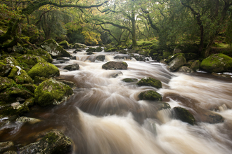 River flowing through mossy boulders and woodland
