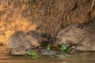 Beaver mother eating foliage with two kits 