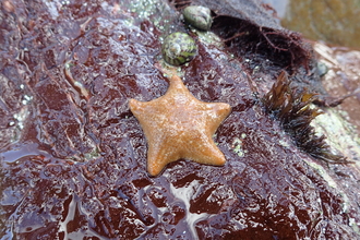 Cushion star