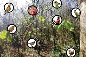 Dawn Chorus Picture