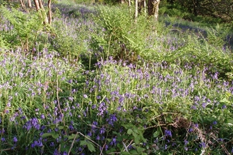 Photo of bluebells in a woodland