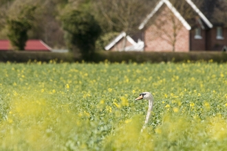 a field of yellow crops in front of a residential area. A swan pops its head out of the plants.