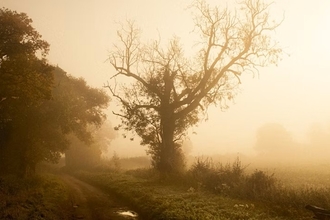 Hedgerow and trees along a path, foggy morning