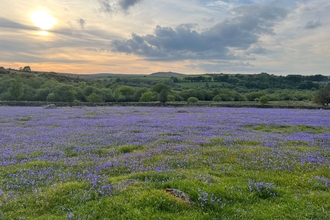 a field of bluebells with Dartmoor rolling in the background and the sun starting to set, turning the sky a pinkish colour