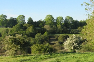 lush, green valley side covered in blooming trees