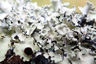 grey flaky lichen