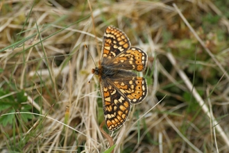 a butterfly on some thatch in a field