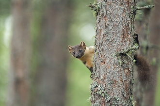 A pine marten peeking its head around a tree