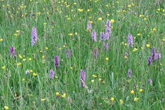 Culm grassland with purple and yellow flowers