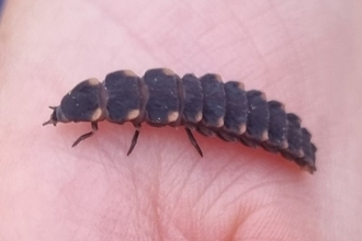 A brown insect on a hand